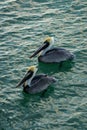 Two Pelicans at Naples Beach Royalty Free Stock Photo