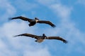 Two Pelicans [pelecanus occidentalis] flying in formation in blue sky over the central coast of California USA Royalty Free Stock Photo