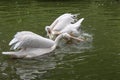 Two pelicans (pelecanus) swim together in a lake and wrangle Royalty Free Stock Photo