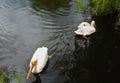 Two pelicans quarrel and swim to opposing directions Royalty Free Stock Photo