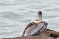 Two pelicans resting on the central coast of Cambria California USA