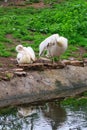 Two pelicans cleaning their feathers, Riga Zoo, Latvia