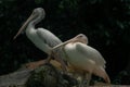 Two pelicans sitting on the rock during the raining day Royalty Free Stock Photo