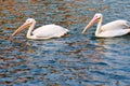 Two pelicans swimming