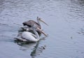 Two Pelicans Swimming