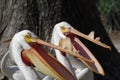 Two pelicans waiting to be fed Royalty Free Stock Photo