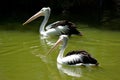 Two pelicans on water Royalty Free Stock Photo