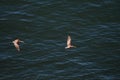 Pelicans flying along the coast Royalty Free Stock Photo