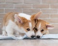 Two pembroke corgi puppies on a disposable diaper. Royalty Free Stock Photo