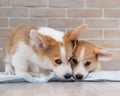 Two pembroke corgi puppies on a disposable diaper.