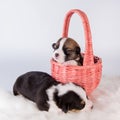 Two Pembroke Welsh Corgi puppies dogs on basket Royalty Free Stock Photo