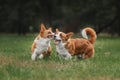 Two pembroke welsh corgi puppies running Royalty Free Stock Photo