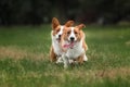 Two pembroke welsh corgi puppies running Royalty Free Stock Photo