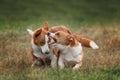 Two pembroke welsh corgi puppies running Royalty Free Stock Photo