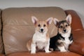 Two Pembroke Welsh Corgi puppies Royalty Free Stock Photo