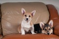 Two Pembroke Welsh Corgi puppies Royalty Free Stock Photo