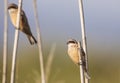 Two Penduline Tits on Reed