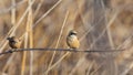 Two Penduline Tits on Reed