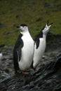 Two Penguin in Antarctic