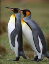 Two penguins Royalty Free Stock Photo