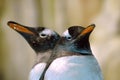 Two penguins back to back Royalty Free Stock Photo