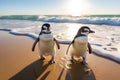 Two penguins coming ashore from Atlantic ocean, wildlife animal, sunlight, Generated AI Royalty Free Stock Photo