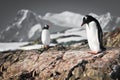 Two penguins dreaming Royalty Free Stock Photo