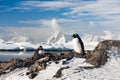 Two penguins dreaming Royalty Free Stock Photo