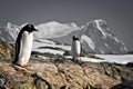 Two penguins dreaming Royalty Free Stock Photo
