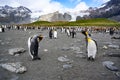 Colony of king penguins - Aptendytes patagonica - with chicks standing in front of green hills, rocks, glacier in South Georgia Royalty Free Stock Photo