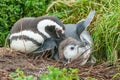 Two penguins on ground in Punta Arenas Royalty Free Stock Photo