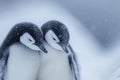 Two Penguins Huddle Together in the Snow Royalty Free Stock Photo