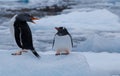 Two penguins on the iceberg. Mom and chick Gentoo penguins. Antarctica, Antarctic Peninsula. Royalty Free Stock Photo