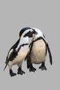 Two penguins in love, isolated on grey background