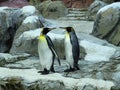 Penguins in love at the zoo of Pairi Daiza