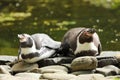 Two penguins lying in front of pond Royalty Free Stock Photo