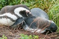 Two penguins lying on ground Royalty Free Stock Photo