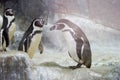 two penguins play on an ice floe Royalty Free Stock Photo