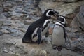 Two penguins (Spheniscus magellanicus) Royalty Free Stock Photo