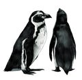 Two penguins stand in full height one sideways second back Royalty Free Stock Photo