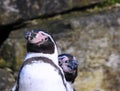 A pair of Humboldt Penguins / Spheniscus Humboldti Royalty Free Stock Photo