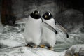 Two penguins are standing side by side spouses, a married couple or friends fat cute sub-Antarctic penguins stand funny
