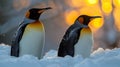 Two penguins standing in the snow with a bright sun behind them, AI Royalty Free Stock Photo