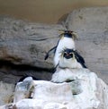 Two penguins standing together on hill