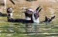 Two penguins in the water