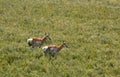 Two Peninsular Pronghorns in a Large Field Royalty Free Stock Photo