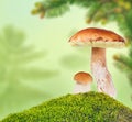 Two penny buns in moss on green background