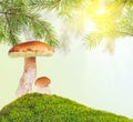 Two penny buns under pine in green moss on sunny background