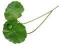 Two Pennywort Leaves