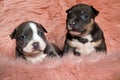Two pensive American bully puppies looking away Royalty Free Stock Photo